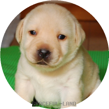 女の子(ピンク母犬ルイザ)